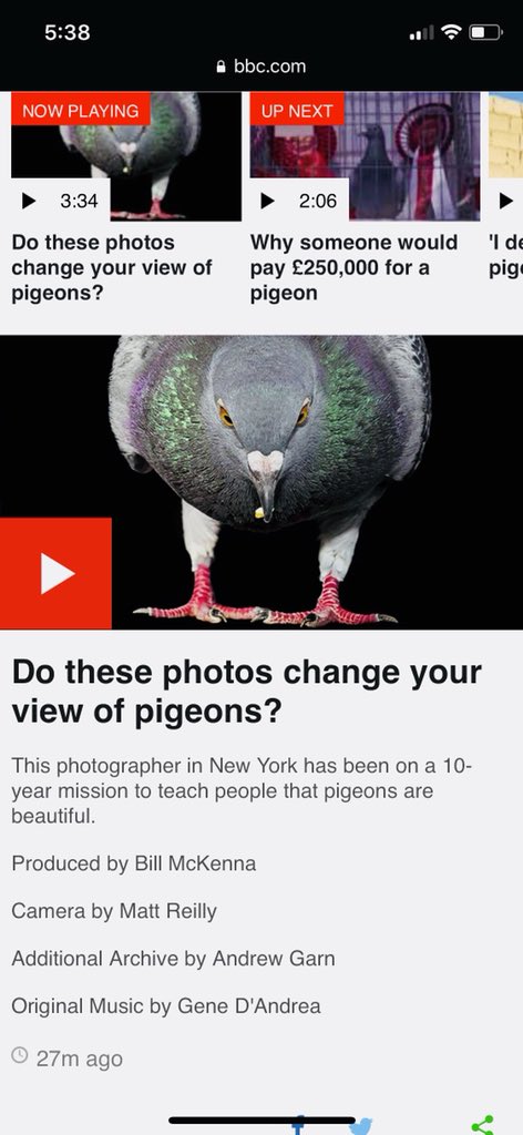 newyorkPigeon1's tweet photo. “I wanted this book to be a calling card for pigeons. If pigeons could walk around with the book, they could show people “hey look at us, we are actually quite beautiful””. @BBCWorld @powerHouseBooks #pigeons #newyorkpigeon #pigeonlivesmatter @wildbirdfund https://t.co/xepcc9ehK3