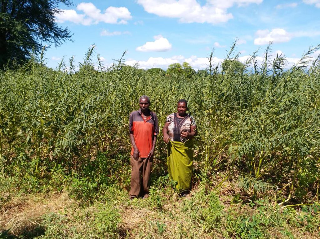 AgriCourier Sesame Farmers on Incentive Based Contract Farming in Karonga.