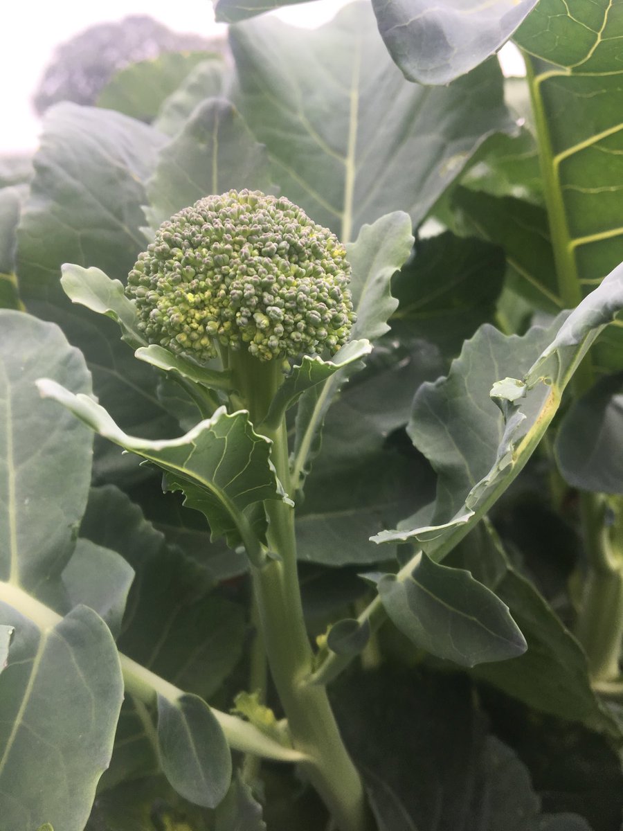 GrainneMeade's tweet photo. #Bellaverde for dinner tonight @SeminisSeeds #newseason #lincolnshire #broccoli #greatbritishproduce 😋 https://t.co/g19bCLFlMY