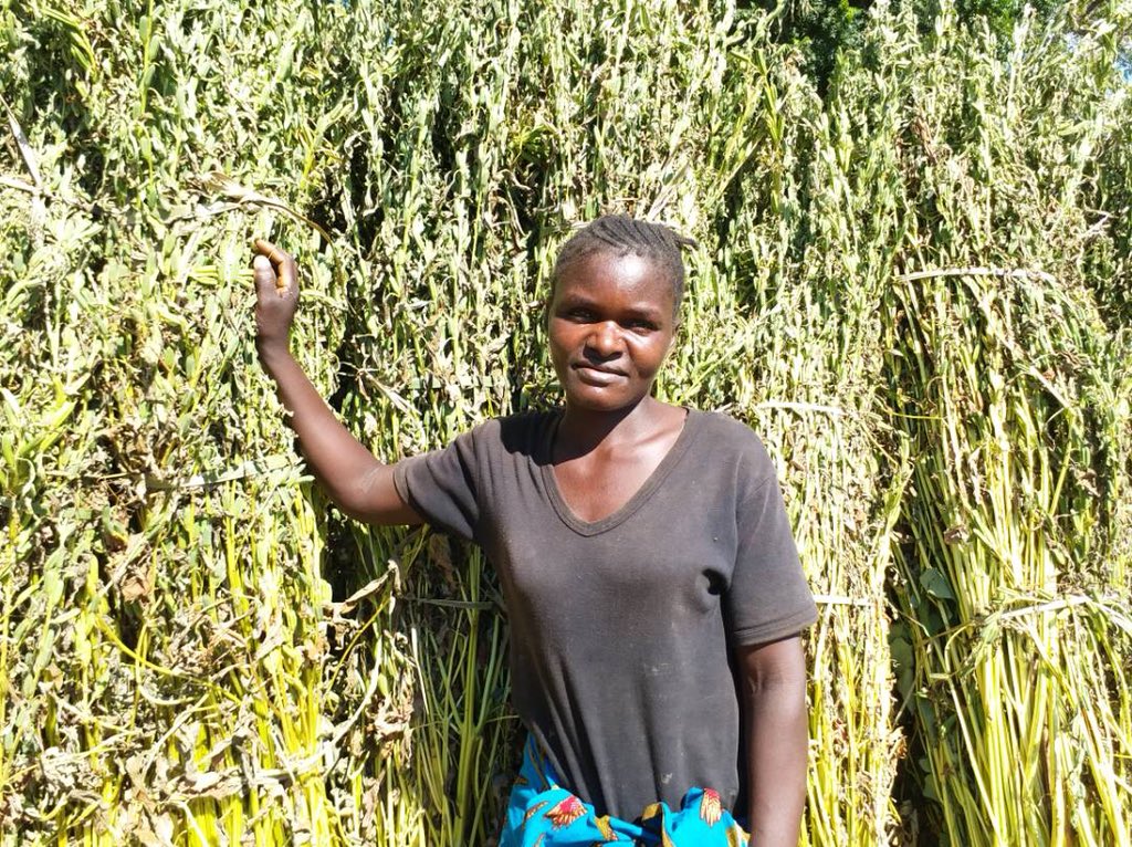 mostprogramme's tweet photo. Sesame Harvest. Time for drying. @UKinMalawi @mostprogramme https://t.co/1yspwToWXI
