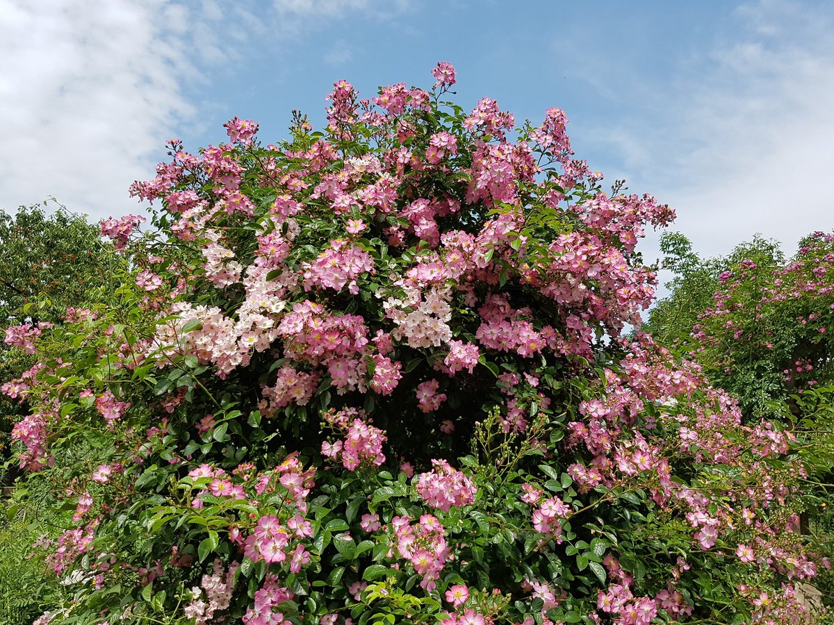 thebusilybees's tweet photo. Rosa moschata 'Ballerina' & Rosa moschata 'Pinc Magic'
#rosamoschataballerina #roseballerina #rosamoschatapincmagic #rosepincmagic #rose #bienenfreundlich #insektenfreundlich #dauerblüher #ungefüllteblüten #rosaweiß #rosengewächs #rosaceae #garten #gartenfotografie #rosenzeit https://t.co/yp7YeKOMUa
