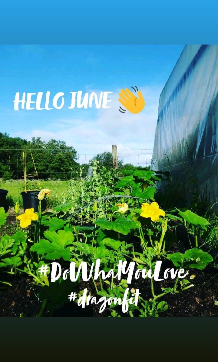 sabrinavaes87's tweet photo. Hello June 🌞👋 #DoWhatYouLove 
#newmonth #newchallenges #DragonFit #gardeninglife #myhappyplace #growfood #organic #raisedbedgarden https://t.co/KRcJmF1Ob9