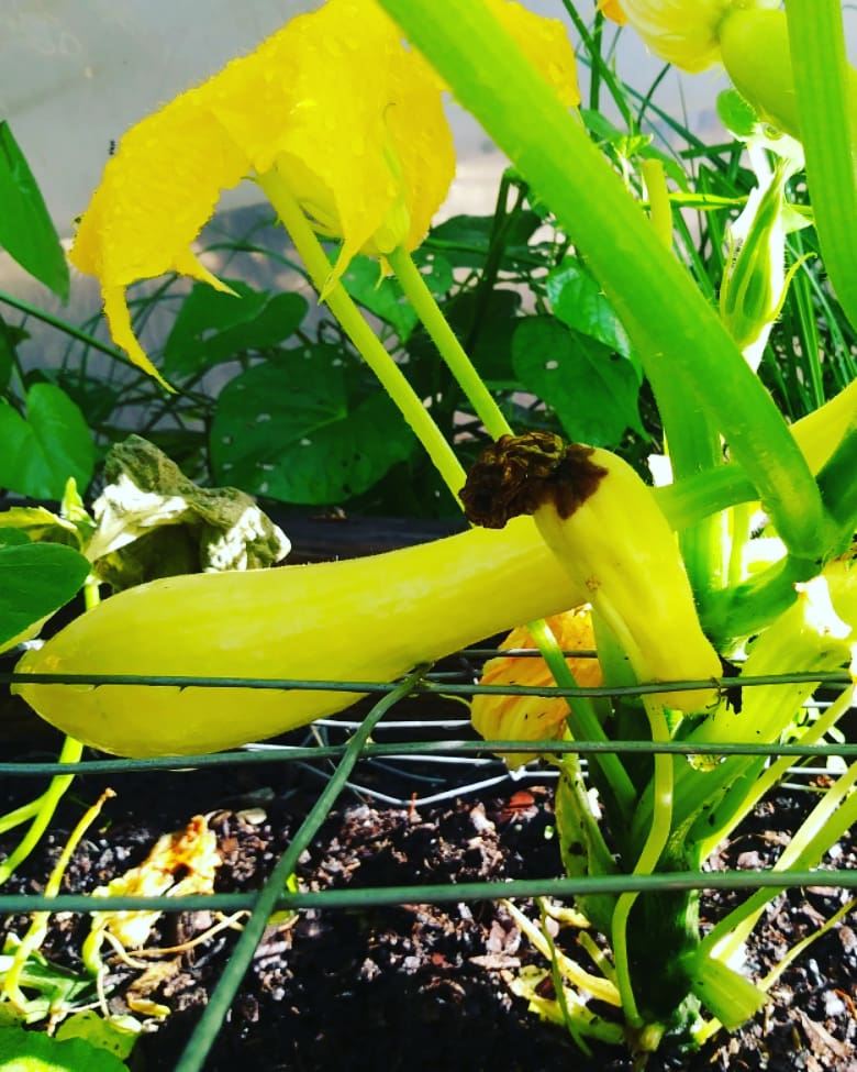 sabrinavaes87's tweet photo. Hello June 🌞👋 #DoWhatYouLove 
#newmonth #newchallenges #DragonFit #gardeninglife #myhappyplace #growfood #organic #raisedbedgarden https://t.co/KRcJmF1Ob9