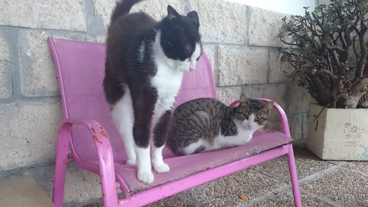 snapandfeed's tweet photo. Hey frrruriends! What did you have for breakfast today? 😁 #Cats #Cat #Catfood #Catlovers https://t.co/uZDtqQTprY