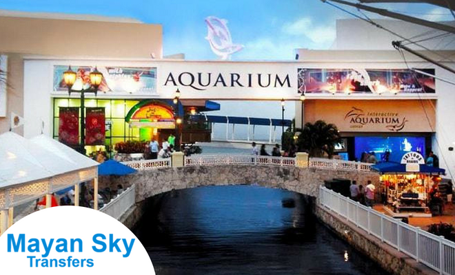 MayanSkyTravel's tweet photo. ►►►Interactive Aquarium Cancún es un acuario interactivo que le permite a las familias pasar un divertido día conociendo sobre las especies marinas donde podrás interactuar con medusas, mantarrayas, tortugas y delfines. Vive una experiencia diferente!!
#MayanSky https://t.co/6kO5Zy718S