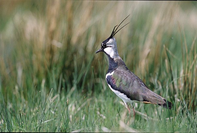 For a point-by-point policy break down of today's #FutureofCAP legislative proposals - check out our preliminary environmental analysis report tinyurl.com/y6w6z4bm #NatureAlert <a href="/GOettingerEU/">Günther H. Oettinger</a> <a href="/JunckerEU/">Jean-Claude Juncker</a> <a href="/KarmenuVella/">Karmenu Vella</a> <a href="/DCallejaEC/">Daniel Calleja</a> @PhilHoganEU