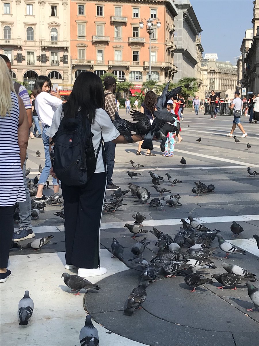 katie_barreau's tweet photo. There are high densities of pigeons around Milan. These birds can carry diseases that can be transmitted to humans. They can also illicit fear in those afraid of birds. These birds are a potential threat to your physical and mental health. @uwldolcevita #HLTLuwlax #2018ldv https://t.co/mSv7NXrHMW