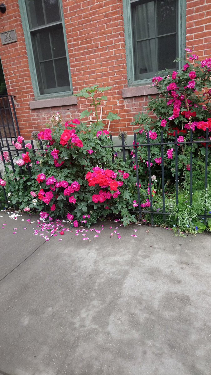 SCagliastro's tweet photo. Short lived urban Summer.... https://t.co/OGoxsbEYgP