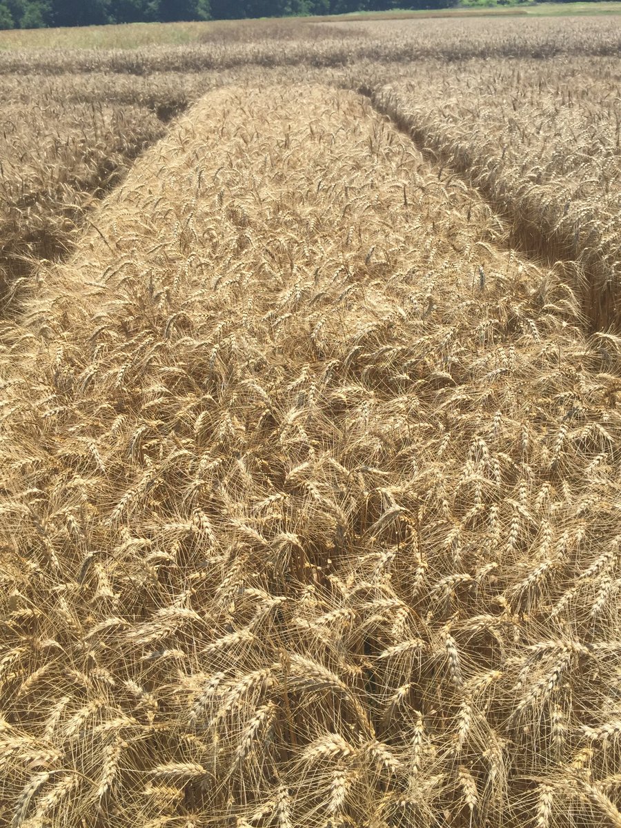 A good example of why planting a diverse group of varieties in #wheat is so important to reduce risk. Variety on left is 100% sterile from April freeze (Black from sooty molds), adjacent plot will have a high yield.  Only difference is the good wheat headed ~ 7-10 days later.