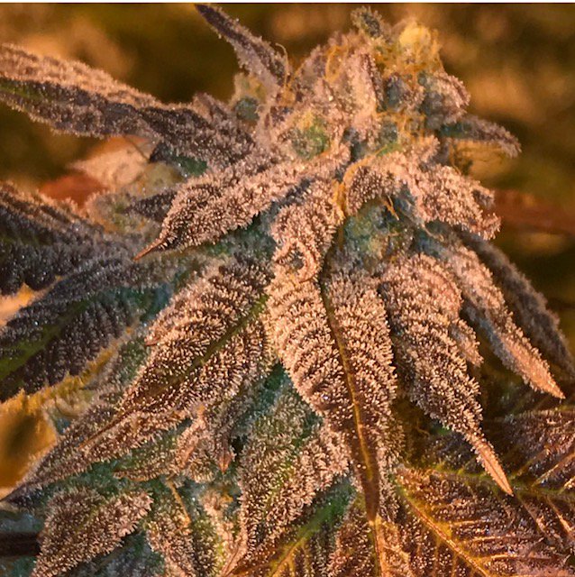 fcnutrients's tweet image. Nicee results!!! fullcirclenutrients.com