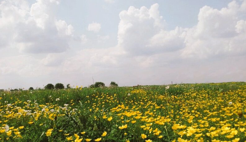 Get Drei dinge sind uns aus dem paradies geblieben Free