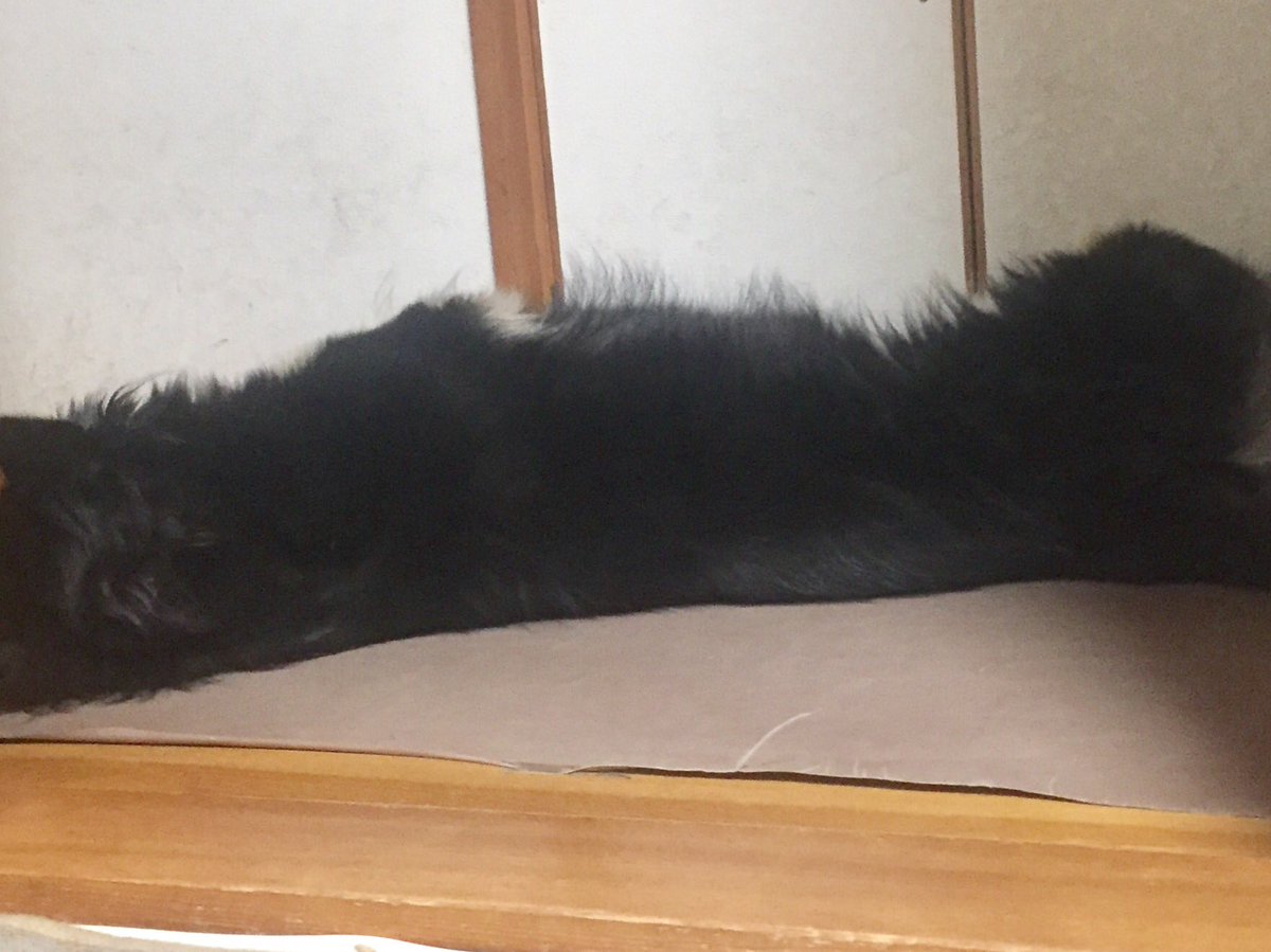 おりの 黒い塊の様な何か 犬 おりの 黒い塊の様な何か 犬