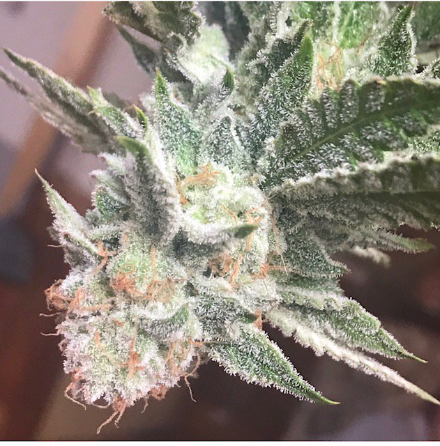 fcnutrients's tweet image. Get your Nutrients TODAY!! fullcirclenutrients.com