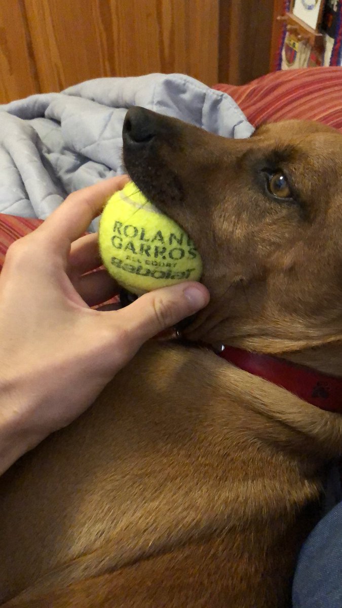 adria418's tweet photo. Mucho ánimo para @Rafanadal que le dio esta pelota qje tanto gusta a mi perro @Eurosport_ES https://t.co/f774RV9EgV