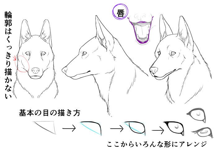 Twitter 上的 いちあっぷ By Mugenup クリエイティブ制作会社 リアルな犬を描く時にも 獣人を描く時にも使える 犬の顔の描き方ポイント 身体の仕組みから考える 獣人を描き方講座 いちあっぷ T Co Hav60cpifo 絵が上手くなる記事はコレ