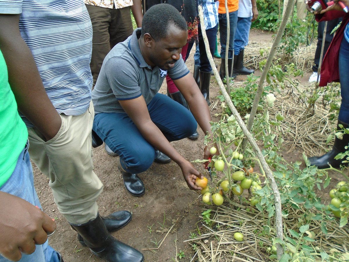 Rwanda_SMAP's tweet photo. #RAB_SMAP Training of Trainers on Farmers Filed School 5 (FFS-5) to @RwandaAgriBoard staffs was done on 25th May. Partcipants could learn about harvesting and post harvest handling. https://t.co/DGFHCnslZo