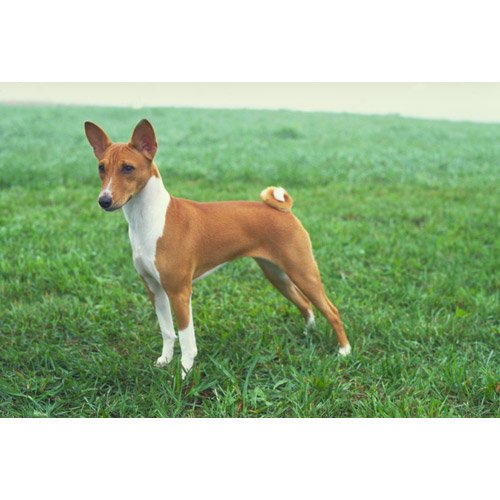 Which Dog Yodels Instead Of Barks