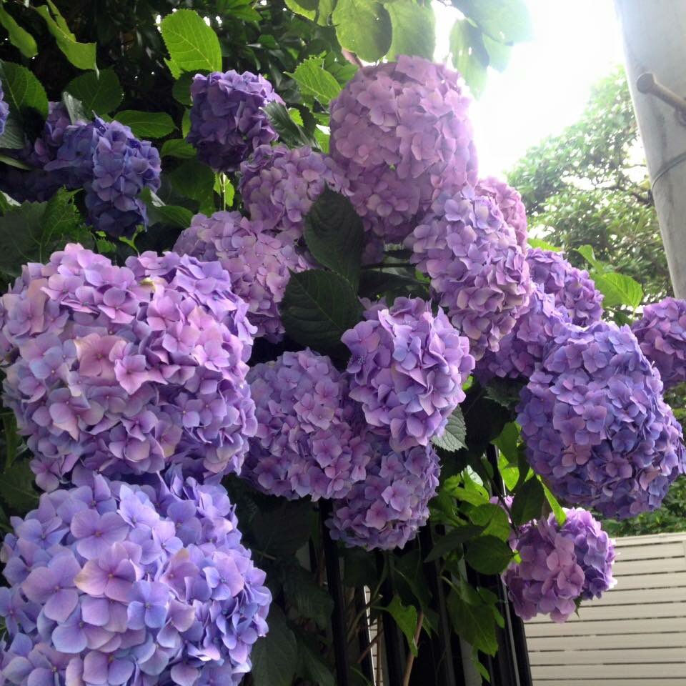 so good in Japan on Twitter: "#Hydrangea season is upcoming! I'd like