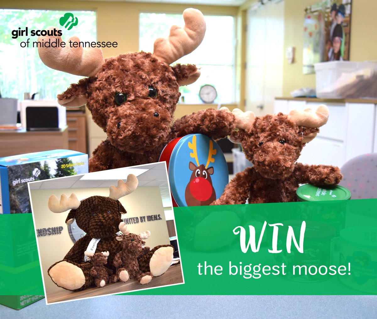 gsmidtn's tweet photo. Our Fall Product moose are gearing up for Fall Product sales starting in Mid-August! Check back to see what names we chose from your suggestions, and how you can WIN the biggest moose! #gsmidtn #FallProduct https://t.co/9dZfSs5dyN
