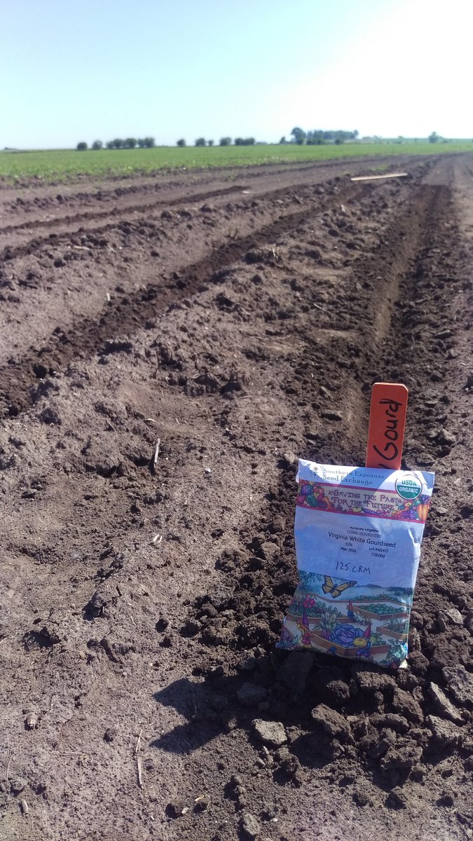 waltonagseed's tweet photo. Now for something completely different....planting some corn that traces back to Colonial time. #heritage #reallyoldcorn #corn #IowaAg #Foodie https://t.co/sju6ko8e60