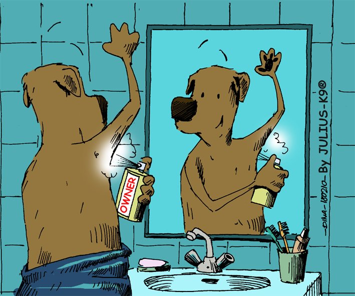 JuliusK9es's tweet image. Una investigación científica publicada en 2015 demostró que el olor favorito de nuestro perro no es más que el nuestro. Encuentra nuestro olor aún más atractivo que el de sus amigos perros!