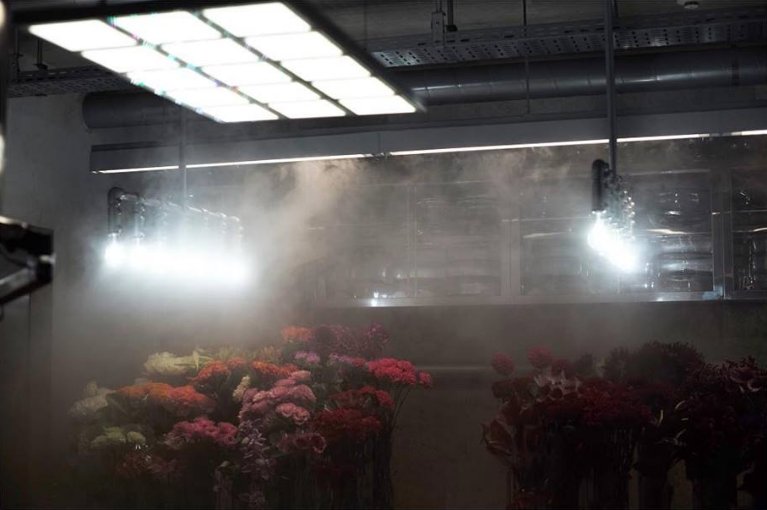 wsfilms's tweet photo. WSF's Alison Klayman working on a project with Japanese flower artist, Azuma Makoto, in Japan!
// Photo Credit @marcsilverMS #wsf #wsfilms @ThisIsRYOT #ryotfilms @aliklay @azumamakoto #tokyo #japan #flowers #documentary https://t.co/6xzzVX8aSE