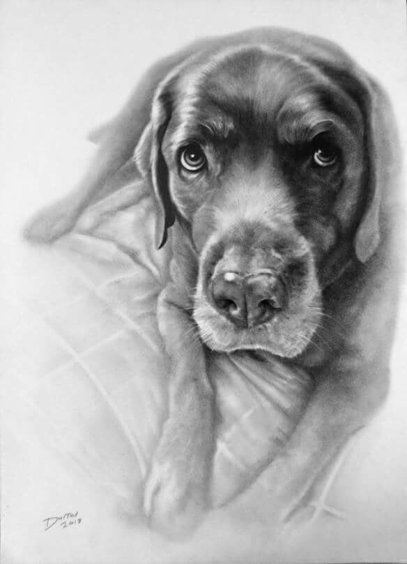 nholten40's tweet photo. ❤️😍🐾 How AMAZING is this?! 

#ThatFace #TheBear #BusterBear #ChubbaBubba

Should be arriving TUESDAY! ❤️😍🐾

#GraphitePortrait #HappyFriday #MyFurBaby https://t.co/2V26a3LioI