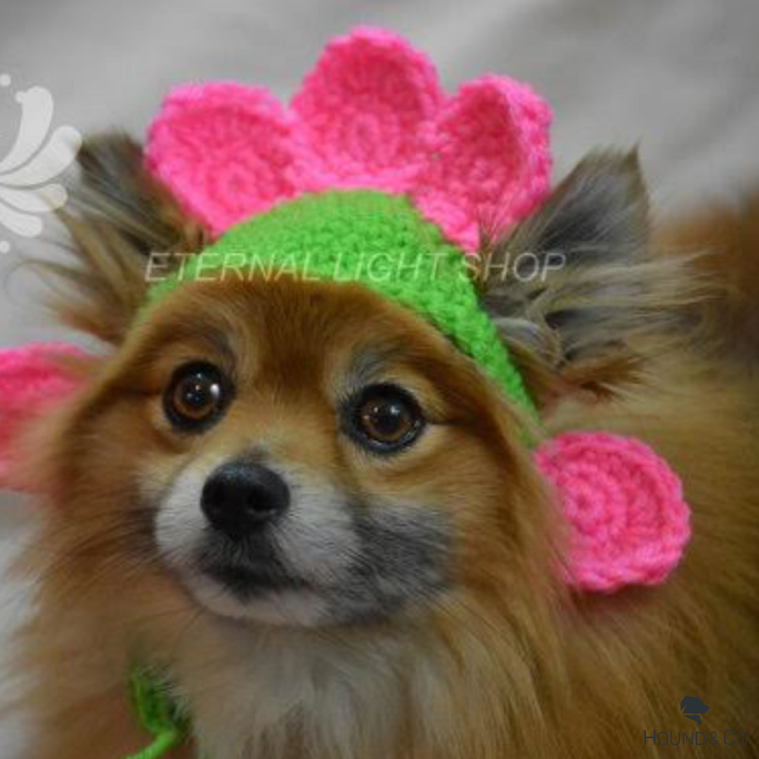 houndandco's tweet photo. Max, Bare, and Mekah are perfect little #pomeranians and the #dogsofhoundandco behind @eternalightshop. Not only are they adorable but they're also fantastic models for the hand crocheted and knitted items made by this great shop! Get them on Hound &amp; Co! https://t.co/gktQ7TXHDv https://t.co/tRsDhM4j4m