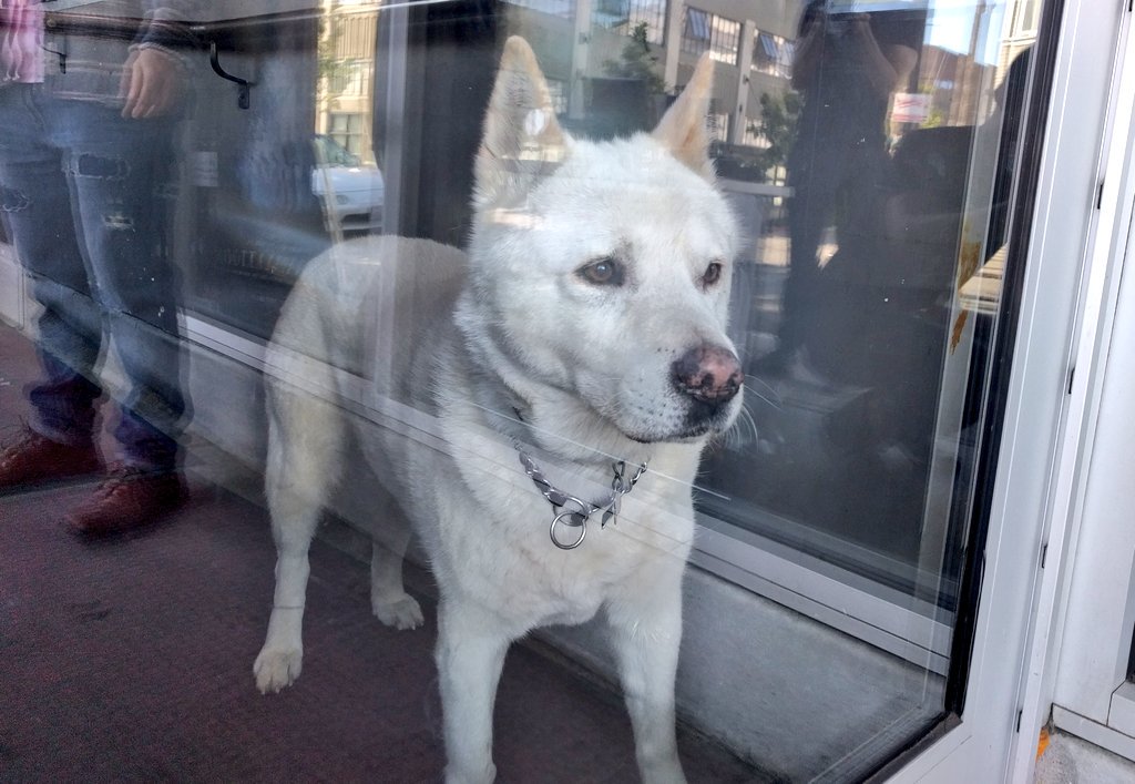 Oakland_CM's tweet photo. A pup's a serious #CMCommitment.

So get your pets in for free (and coffee and breakfast and @SawyerRoseArt talk). https://t.co/bkciITGJrr