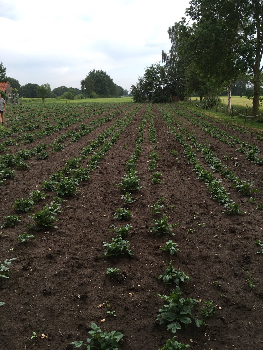 SymboliekCorso's tweet photo. De velden liggen er weer strak bij! #corsoklooster https://t.co/tFXTZNdJVr
