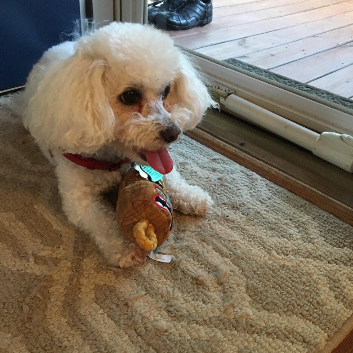 psugirl92's tweet photo. @Influenter @BarkBox #BarkBoxInfluenster #Complimentary #Contest  my doggo loves her new toy  @influenster https://t.co/BRa5yKGPn4