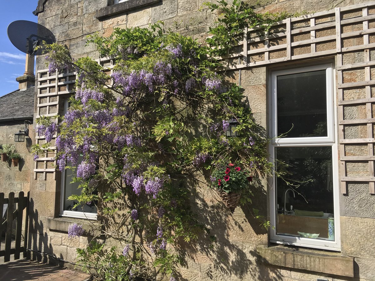 JohnJps67's tweet photo. How’s this for a Scottish Wisteria on Bute 👌 https://t.co/mHcRxK2Lrj