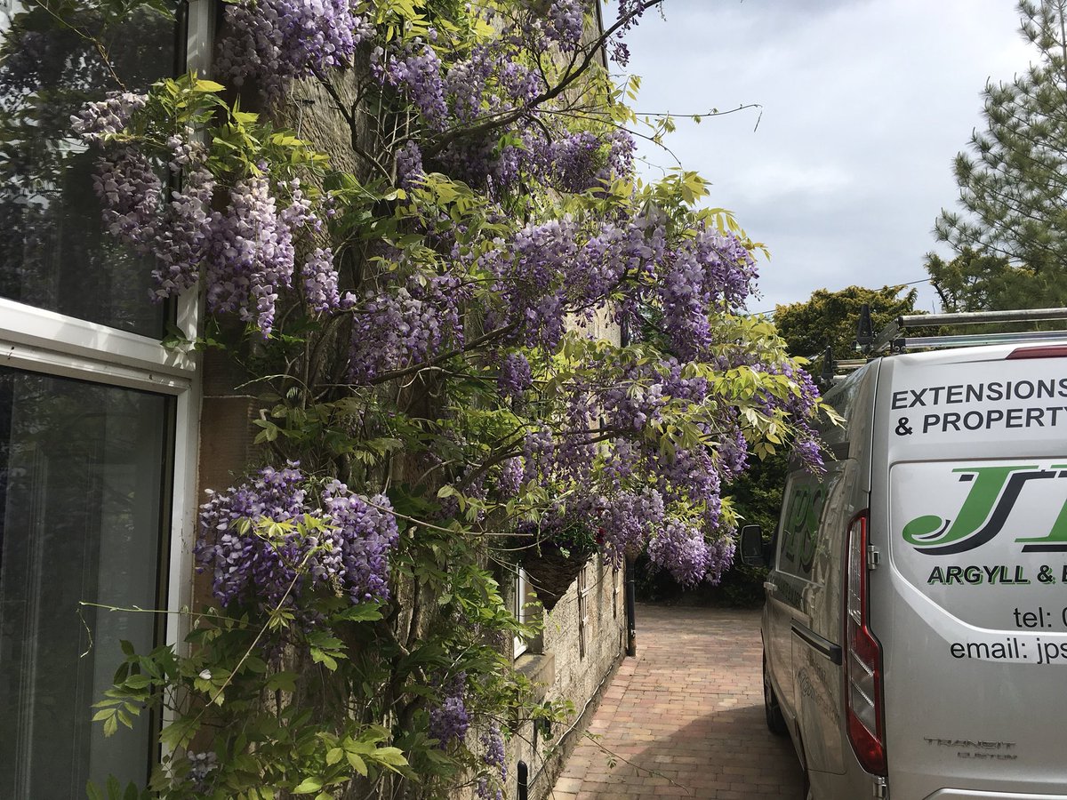 JohnJps67's tweet photo. How’s this for a Scottish Wisteria on Bute 👌 https://t.co/mHcRxK2Lrj