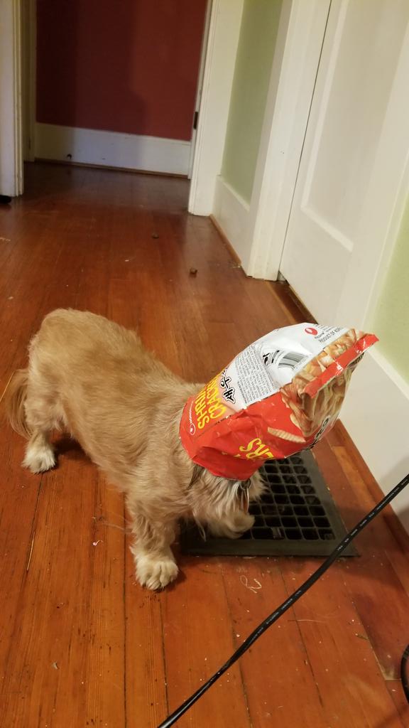 kevinrvc's tweet photo. Woke up at 5 this morning to weird rustling and bumping sounds from the kitchen. The cats had knocked the bag off the counter and she found it. She has done the same thing before with a peanut butter jar. #baddog https://t.co/ACPFz1XHuY