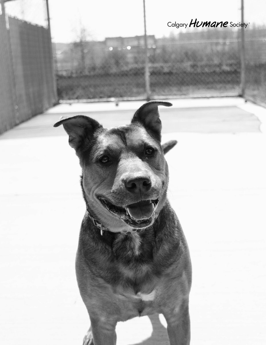 CalgaryHumane's tweet photo. #7days #7photos
B&W no explanation (forgive us for breaking this rule), no humans, just dogs.
We were nominated by @SagePMcIntosh
We nominate @kwhumane
Day 5: Meet the #AdorableAdoptable Boss Man https://t.co/IqRRTlF3f1 https://t.co/RTQTcf2bav