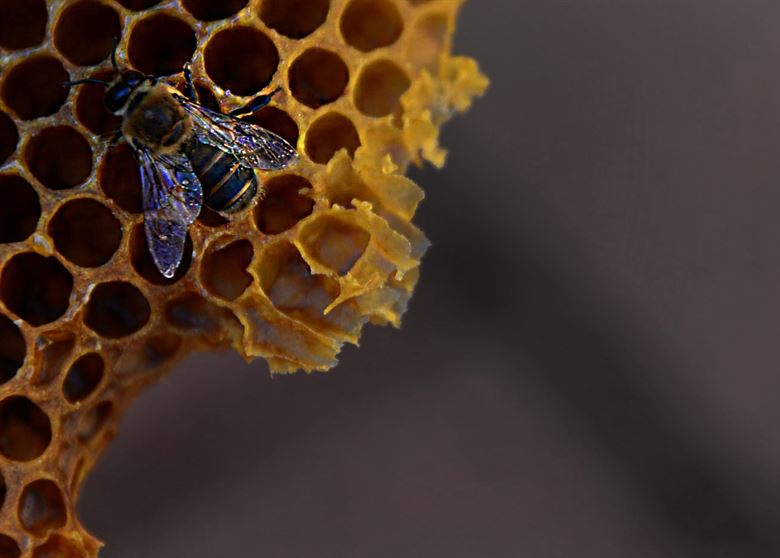 CDCGreenHealthy's tweet photo. CDC loves #bees! Did you know that CDC is incorporating #pollinator habitats into our campuses? #gogreen #gethealthy https://t.co/HiJ0RJsj1g