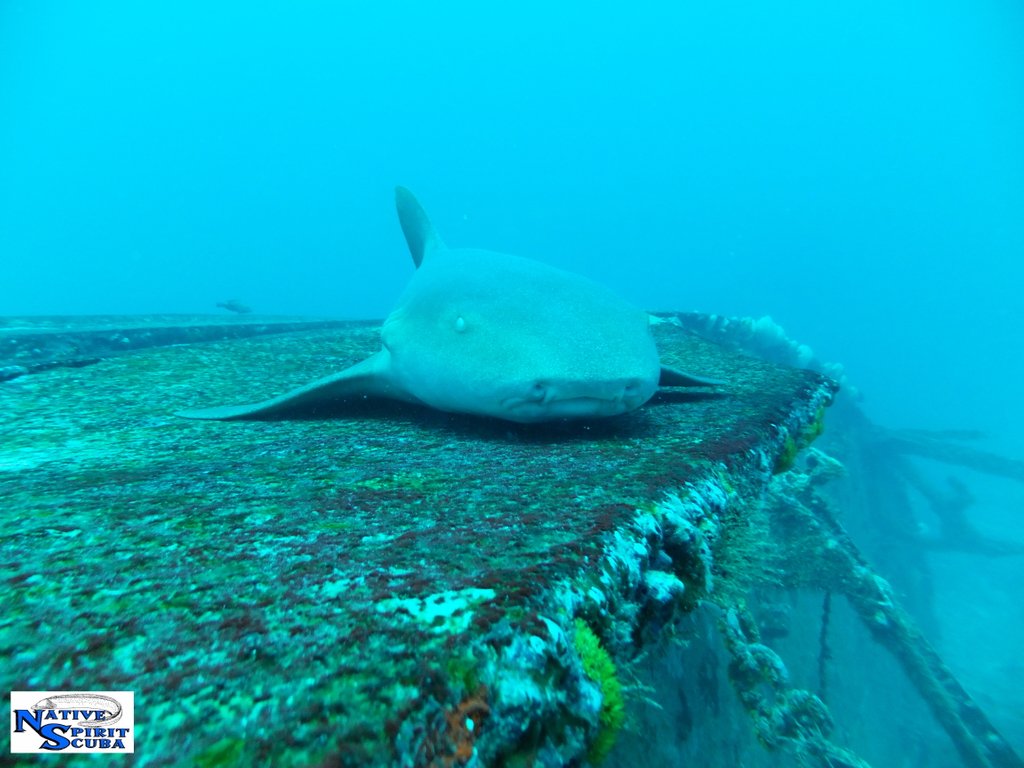 grenadadiving's tweet photo. Our extensive selection of wrecks are home to many remarkable species of marine life. Here's some of the coolest ones we've seen this week in #Grenada &amp; #Carriacou! #PureDiving #PureGrenada #WorldBelow #ScubaDiving https://t.co/SYq9nxsu2e