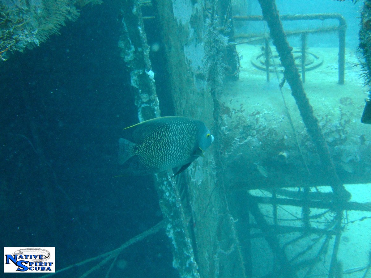 grenadadiving's tweet photo. Our extensive selection of wrecks are home to many remarkable species of marine life. Here's some of the coolest ones we've seen this week in #Grenada &amp; #Carriacou! #PureDiving #PureGrenada #WorldBelow #ScubaDiving https://t.co/SYq9nxsu2e