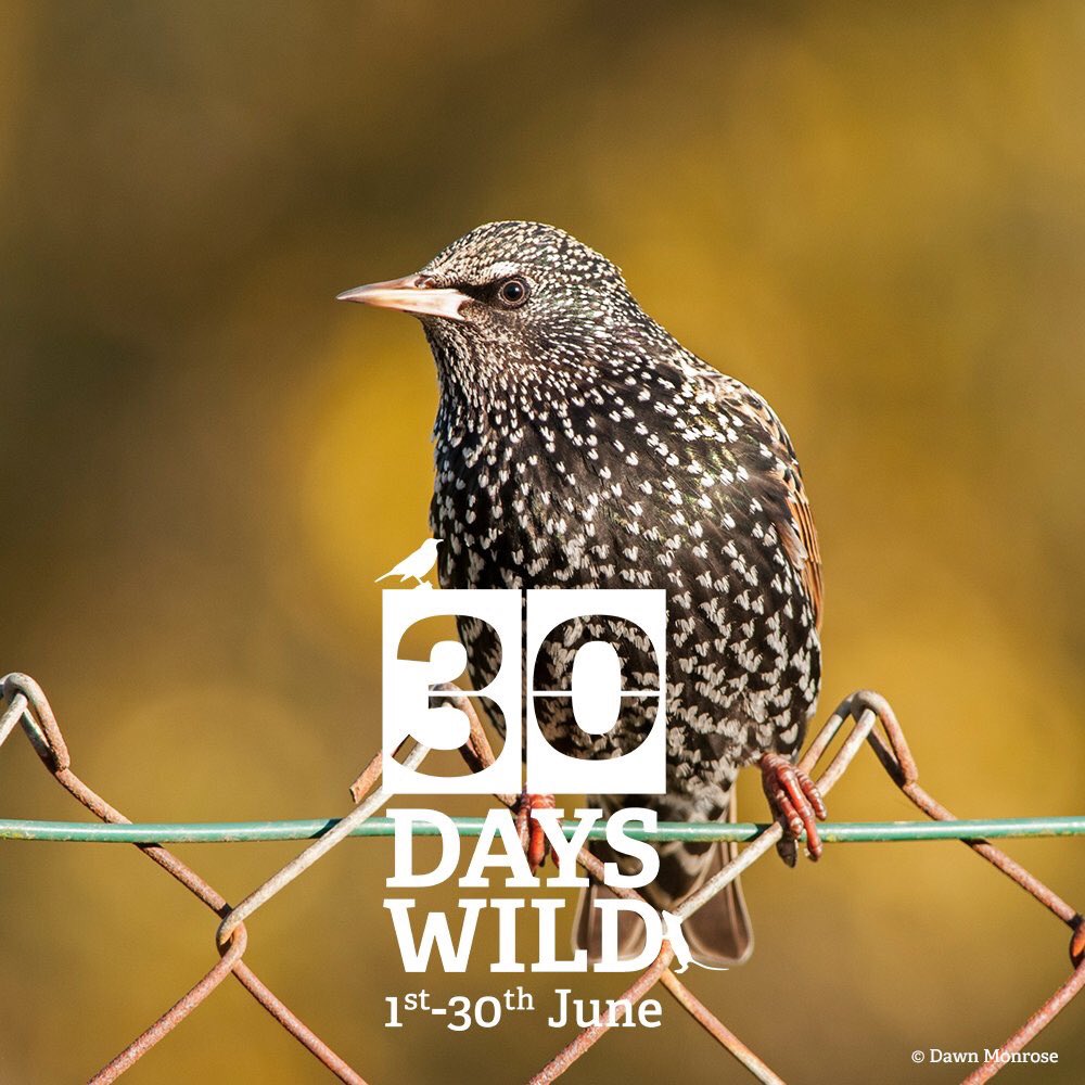 rachel_sustain's tweet image. @WildlifeTrusts 30 days wild starts today. What random act of kindness will you do every day in June to support our wildlife. Litter pick? Design a wild home? Walk in the wild? #timetodosomething #wildlifematters