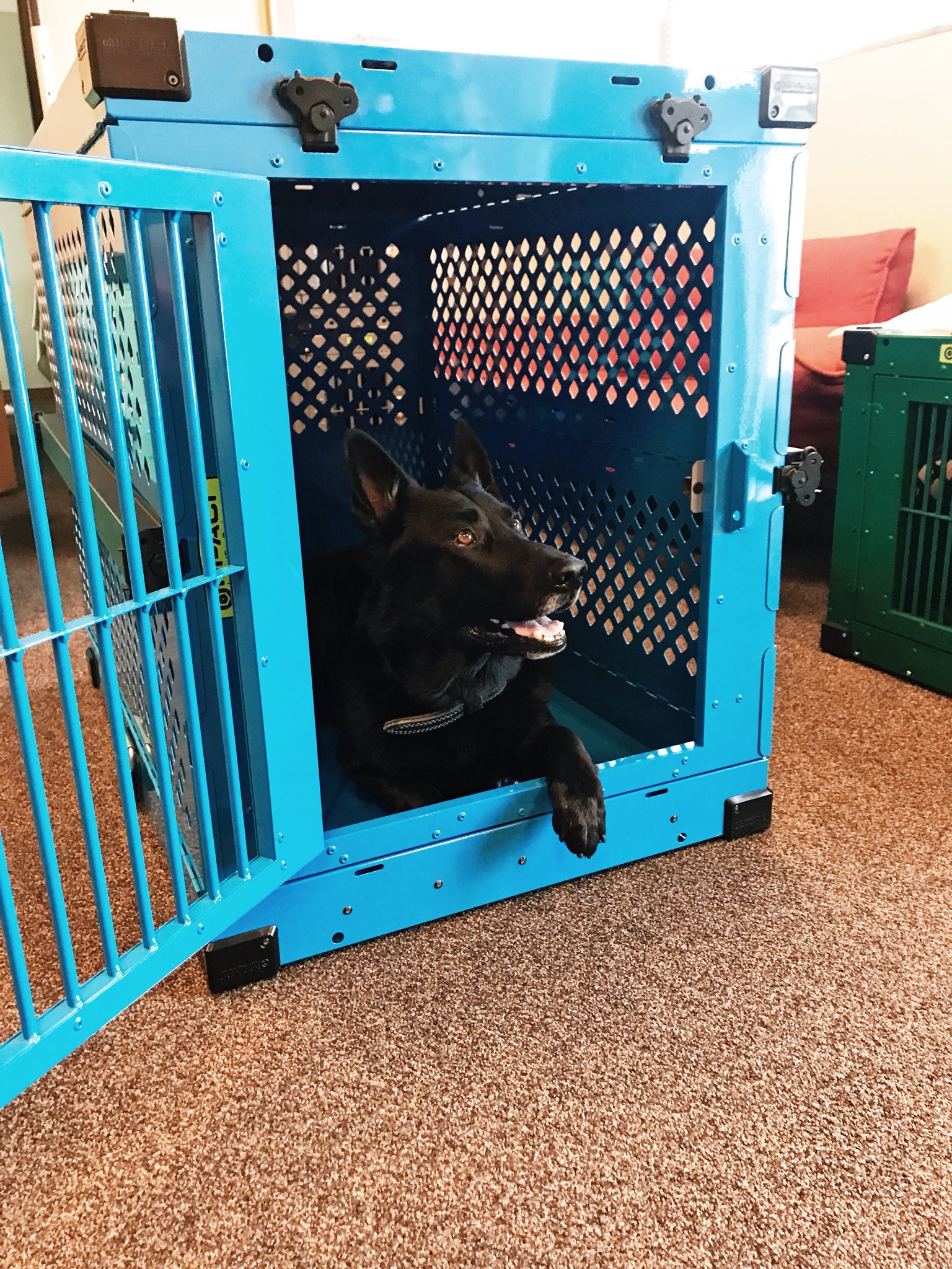 impact dog crate canada