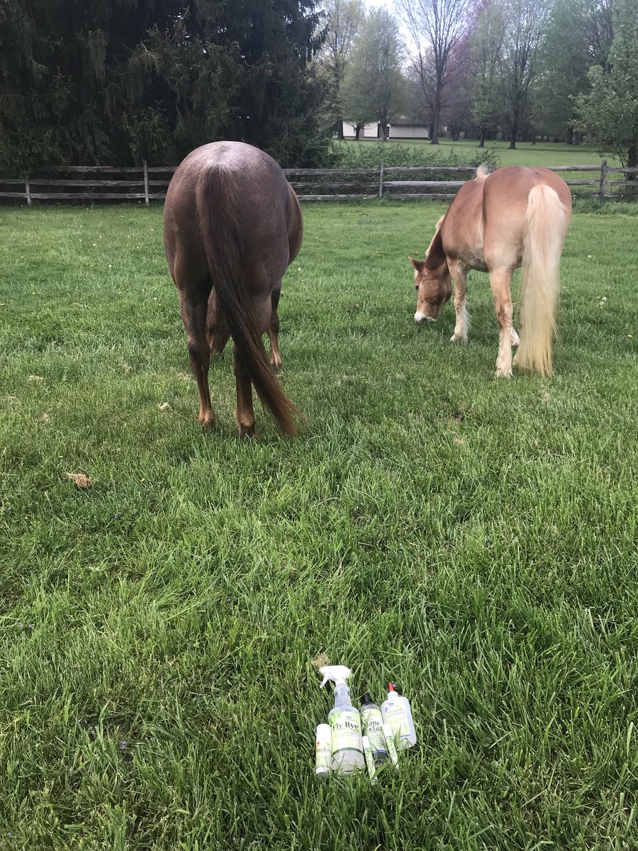 FlyByePlus's tweet image. Make sure to upgrade your tack box with these amazing products that both you and your horse(s) will love!
.
.
.
#GuaranteedHorseProducts #AllNaturalProducts #GreatForAllAnimals #LoveYourHorse #LoveYourPlanet