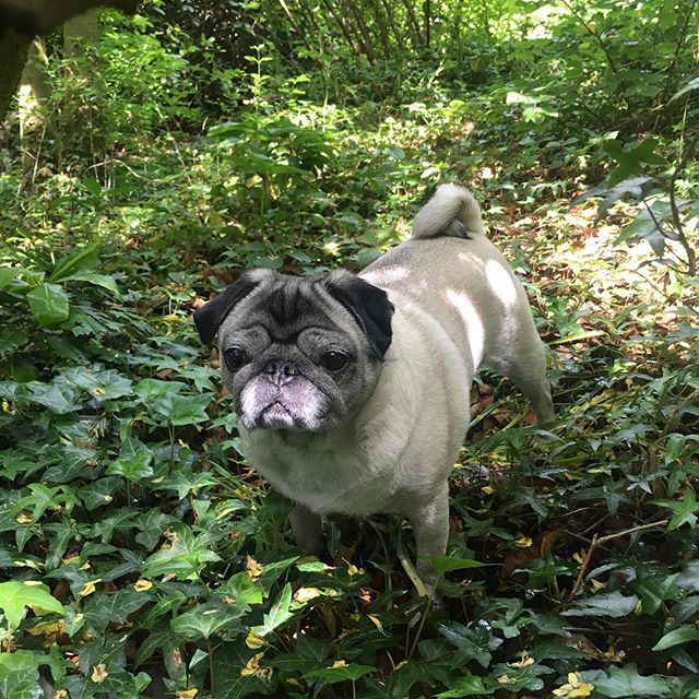 jevansinteriors's tweet photo. Paloma has been enjoying the sunny weather we have been having recently! .
.
.
.
.
.
.
#johnevansdesign #interiordesign #interiordesigner #pug #pugs #pugsofinstagram #pugfriday #dog #palomafriday #interiordesignerslife #designagency https://t.co/eg00AquHv3 https://t.co/EmaqHNPveF