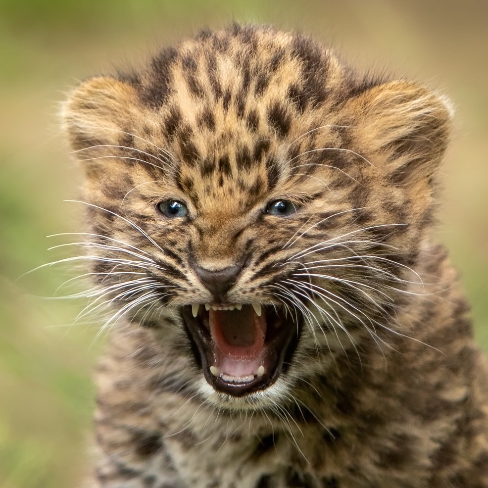 *rawr*   📷: Penny Hyde https://t.co/llM7N32Mp0