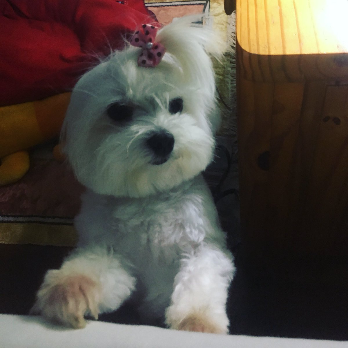 MRBissoli's tweet photo. Bem-vindo Junho.
Seja feliz, doce e abençoado.
E a ordem pra Junho é: "Continuar, mesmo que os ventos não soprem a favor. Acreditar, mesmo que tudo pareça ser o contrário da nossa fé. E não duvidar, mesmo que as circunstâncias tentem nos amedrontar. Deus é fiel!" #junhochegou https://t.co/KyoULJpxHf