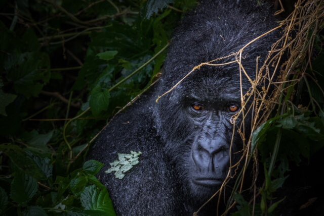 Such awesome news that Mountain Gorilla numbers are back up! #wwf #conservation #gorilla #mountaingorilla @wwf_uk