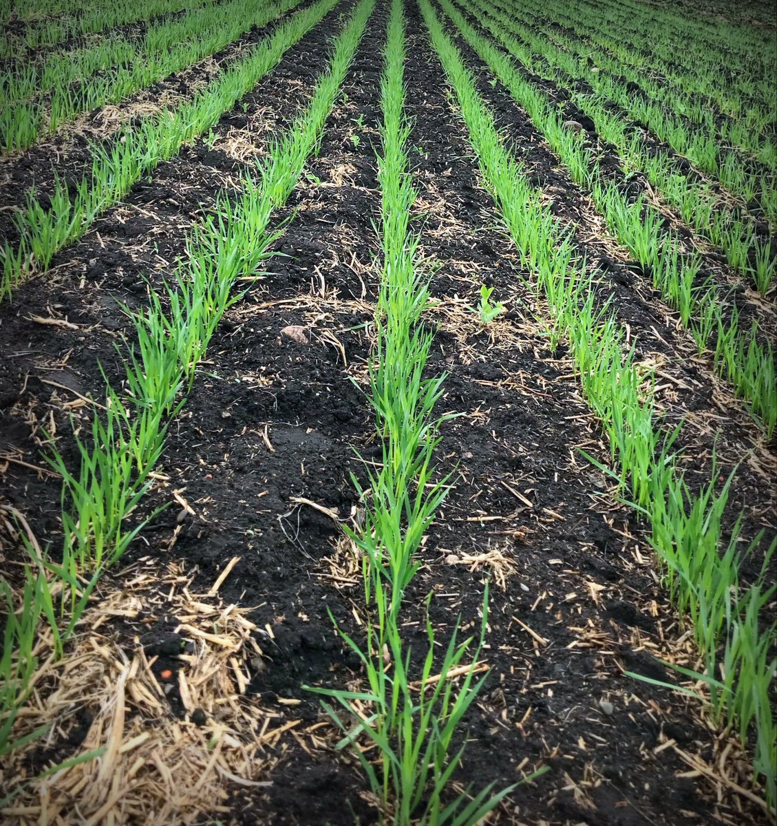 CarlisleLiquid's tweet photo. Crops are coming up nicely! The time to tissue sample is here! #CLSBanjoJoe is sporting our #PlantTissueSample sign in the showroom! #LetsGetGrowing2018 #plant18 #spray18 #foliarnutrients @alcanadalabs #PlantHealth #wheat #canola #soybeans #corn #ediblebeans https://t.co/ix8X2dRwvd