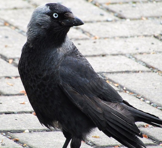 SamcassidySam's tweet photo. #jackdaw #corvusmonedula #corvid #corvidae #lovecorvids #teamcorvid #birds #birdphotography #birdsoftwitter #wildlife #birding #goodlookingbird 🖤 https://t.co/ay3oHgrRCT