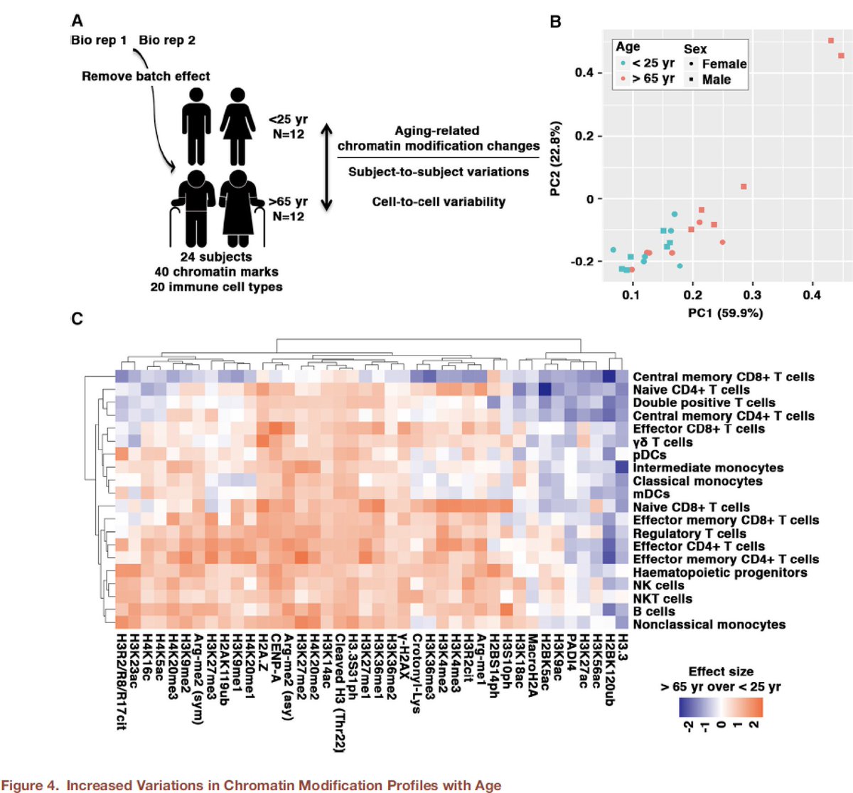 One single cell-level #epigenetics mechanism explaining why advancing age is such a powerful marker of #CardiovascularDisease and All-Cause #Mortality . 
#Aging #HLBSpopOmics #PHGKB
cell.com/cell/fulltext/… … … 
 x.com/EricTopol/stat… … x.com/EricTopol/stat…