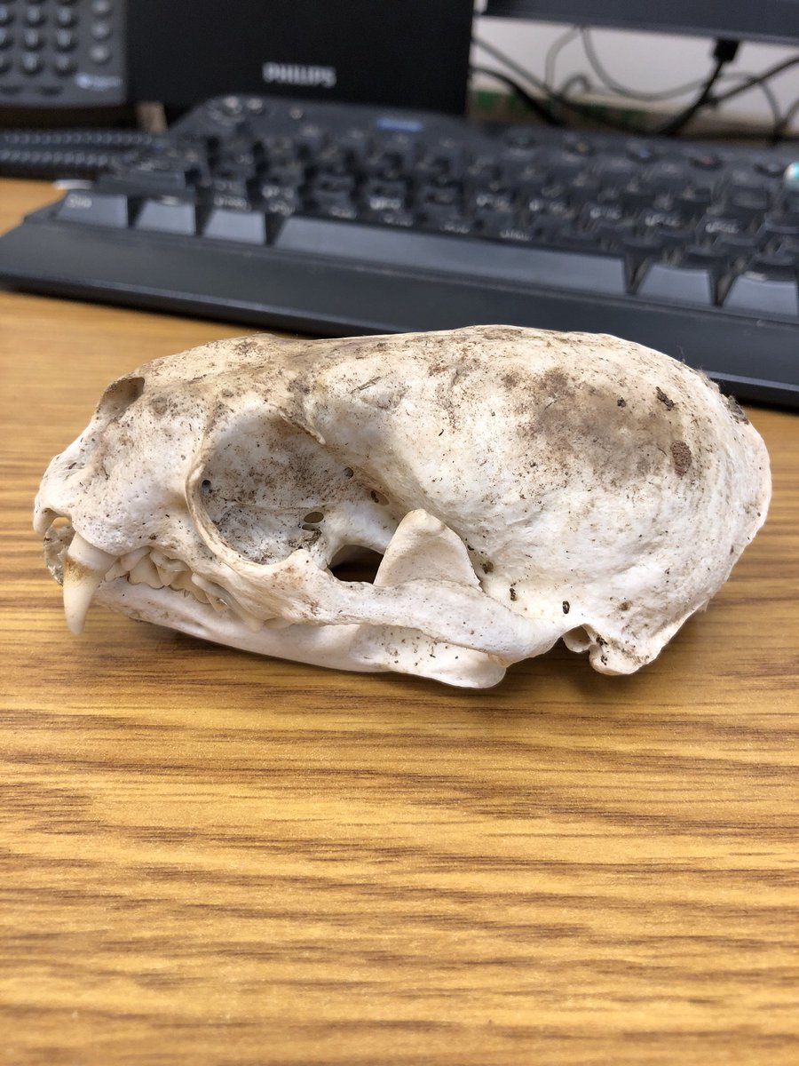 NDFieldEcology's tweet photo. #VertWeek update! One group of #UNDERC2018 students found this skull in the woods (along with parts of the skeleton): an American Mink (Neovison vison). Never know what you’ll find on the Vertebrate Scavenger Hunt! https://t.co/zqqKDbL3ge
