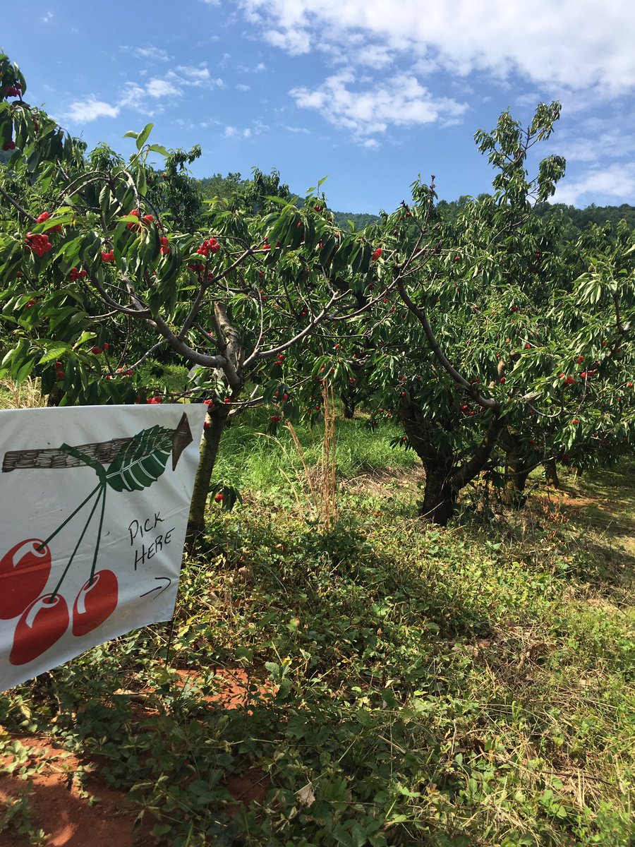 It's a beautiful day and the trees are loaded!!! Come on out for opening day! We'll be here til 5! Pick your own is $4.99/lb